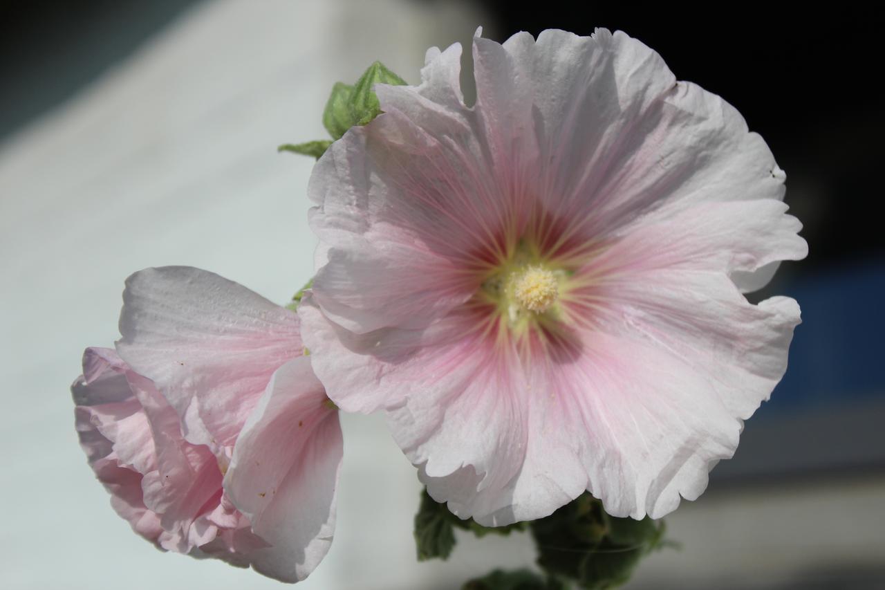 Wanroij Het Aambeeld Bed & Breakfast エクステリア 写真